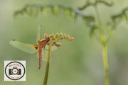 Bob-Abbott-Four-Spotted-Chasert-