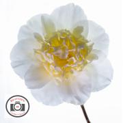 Edna-Phillips-Camellia-Flower
