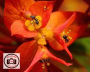 Ian-Bateson-Ants-on-Fireglow