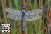Ian-Bateson-Keeled-Skimmer