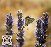 Ian-Park-Common-Blue
