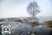 09-Sue-Dunham-Lone-Tree-Amid-Frost-and-Ice