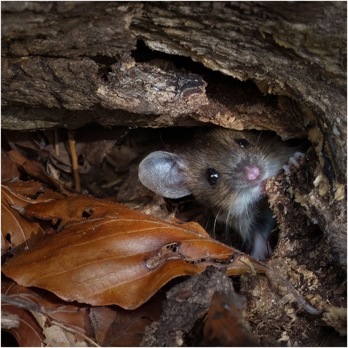  Wild Wood Mouse 