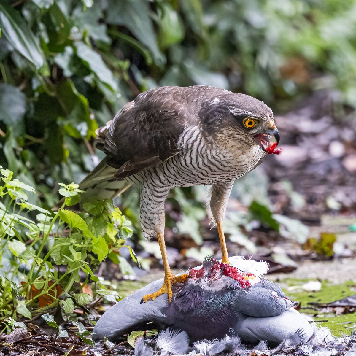  Female Sparrowhawk with Prey